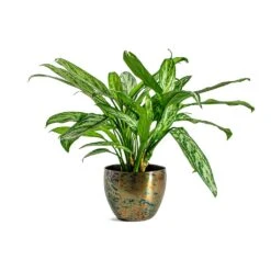 Aglaonema Silver Queen - Chinese Evergreen -Indoor Plants Store Aglaonema Silver Queen Chinese Evergreen Kian Metal Plant Pots Set of 3 Sky Burn