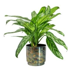 Aglaonema Silver Queen - Chinese Evergreen -Indoor Plants Store Aglaonema Silver Queen Chinese Evergreen Minou Metal Plant Pots Set of 3 Copper Black 2270f6d5 85b6 47c5 aa39 f3c9be0ac8a5