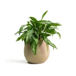 Ryan Plant Pot - Sand Gold -Indoor Plants Store Aglaonema Silver Queen Chinese Evergreen Ryan Plant Pot Sand Gold