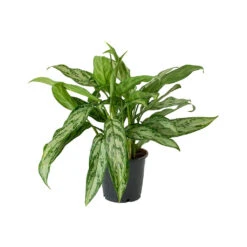 Aglaonema Silver Queen - Chinese Evergreen -Indoor Plants Store Aglaonema Silver Queen Chinese Evergreen Small
