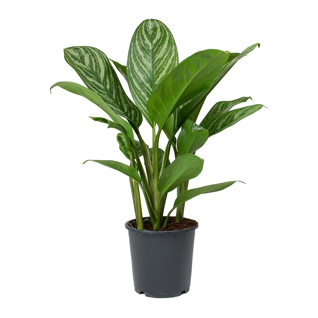 Aglaonema Stripes - Chinese Evergreen 10 Aglaonema Stripes - Chinese Evergreen - Image 8