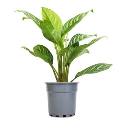 Aglaonema Stripes - Chinese Evergreen 16 Aglaonema Stripes - Chinese Evergreen -Indoor Plants Store Aglaonema Stripes Chinese Evergreen 17x55cm