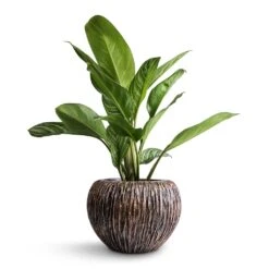 Aglaonema Stripes - Chinese Evergreen 17 Aglaonema Stripes - Chinese Evergreen -Indoor Plants Store Aglaonema Stripes Chinese Evergreen 17x55cm Luxe Lite Waterfall Globe Planter Bronze 28x20cm 68daeea9 fd5d 4454 a074 917f01c32d8d