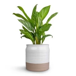 Aglaonema Stripes - Chinese Evergreen 22 Aglaonema Stripes - Chinese Evergreen -Indoor Plants Store Aglaonema Stripes Chinese Evergreen 17x55cm Puro Ripple Plant Pot White 21x19cm c6662ff1 b444 4db9 a421 abc27a7ad19c