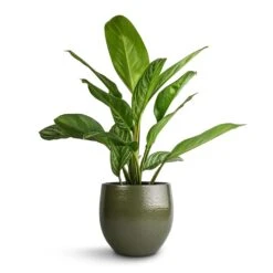 Aglaonema Stripes - Chinese Evergreen 23 Aglaonema Stripes - Chinese Evergreen -Indoor Plants Store Aglaonema Stripes Chinese Evergreen 17x55cm Zembla Plant Pot Green 22x20cm