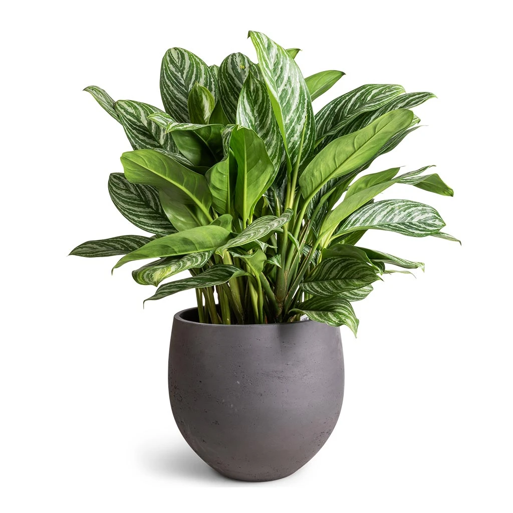 Aglaonema Stripes - Chinese Evergreen 3 Aglaonema Stripes - Chinese Evergreen