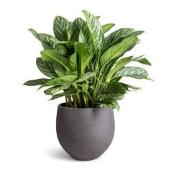 Mini Orb Kevan Plant Pot - Black Washed -Indoor Plants Store Aglaonema Stripes Chinese Evergreen 30x80cm Mini Orb Kevan Plant Pot Black Washed 39x35cm fae8348e e067 44c4 a8e0 73ac5d9ecf65