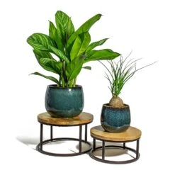 Beaucarnea - Pony Tail Palm - Orb -Indoor Plants Store Aglaonema Stripes Chinese Evergreen Beaucarnea Pony Tail Palm Orb odile petrol plant pot lois stand 92954cdc 0cbb 4fd7 a541 418c714eaf25