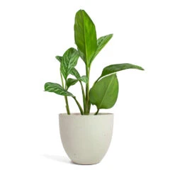 Coral Refined Planter - Natural White 13 Coral Refined Planter - Natural White -Indoor Plants Store Aglaonema Stripes Chinese Evergreen Coral Refined Planter Natural White