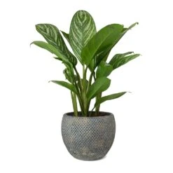 Aglaonema Stripes - Chinese Evergreen 20 Aglaonema Stripes - Chinese Evergreen -Indoor Plants Store Aglaonema Stripes Chinese Evergreen Fay Plant Pot