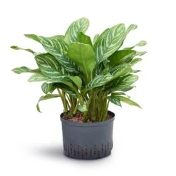 Aglaonema Stripes - Chinese Evergreen - HydroCare 14 Aglaonema Stripes - Chinese Evergreen - HydroCare -Indoor Plants Store Aglaonema Stripes Chinese Evergreen Hydroculture 28 19x70cm