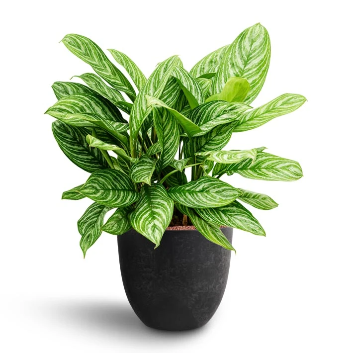 Aglaonema Stripes - Chinese Evergreen - HydroCare 7 Aglaonema Stripes - Chinese Evergreen - HydroCare - Image 5