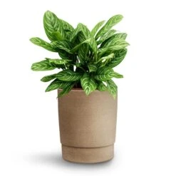 Aglaonema Stripes - Chinese Evergreen - HydroCare 18 Aglaonema Stripes - Chinese Evergreen - HydroCare -Indoor Plants Store Aglaonema Stripes Chinese Evergreen Hydroculture Chao Plant Pot Concrete