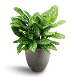 Grigio Egg Pot Planter - Natural Concrete -Indoor Plants Store Aglaonema Stripes Chinese Evergreen Hydroculture Grigio Egg Pot Planter Natural Concrete 4b8e4a8b 8204 48b5 aa17 9c8cbd607812