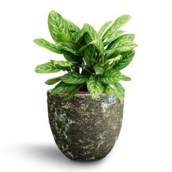 Aglaonema Stripes - Chinese Evergreen - HydroCare 17 Aglaonema Stripes - Chinese Evergreen - HydroCare -Indoor Plants Store Aglaonema Stripes Chinese Evergreen Hydroculture Lava Couple Relic Planter Jade