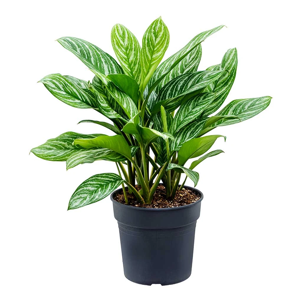 Aglaonema Stripes - Chinese Evergreen 8 Aglaonema Stripes - Chinese Evergreen - Image 6