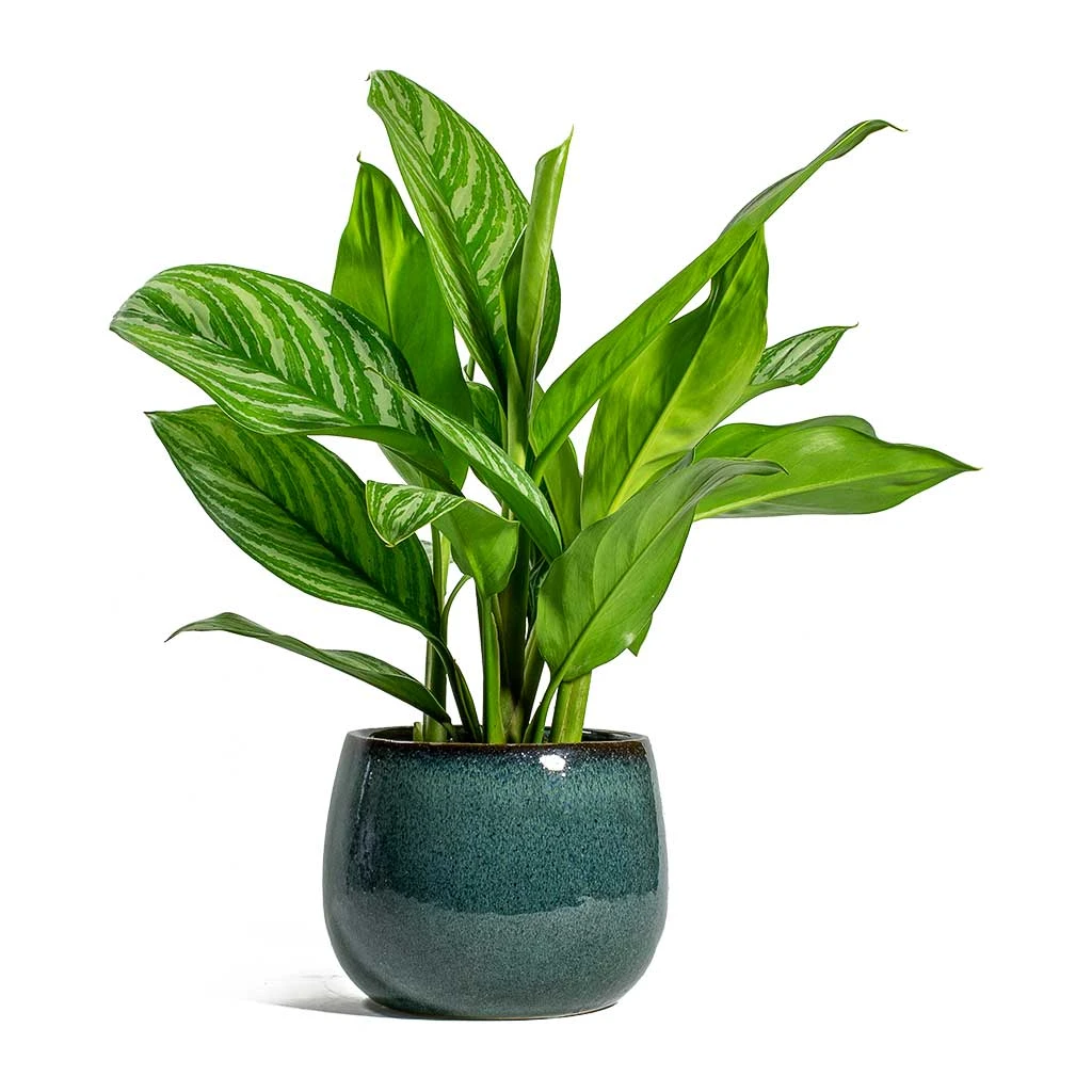 Aglaonema Stripes - Chinese Evergreen 7 Aglaonema Stripes - Chinese Evergreen - Image 5