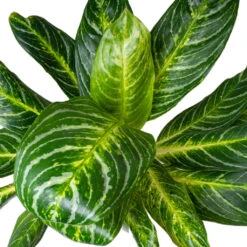 Aglaonema Key Lime - Chinese Evergreen 19 Aglaonema Key Lime - Chinese Evergreen -Indoor Plants Store AglaonemaKeyLime ChineseEvergreen 1