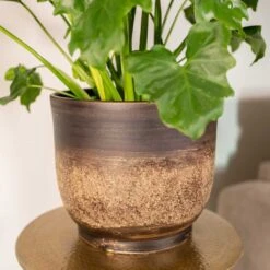 Aico Plant Pot - Shiny Brown -Indoor Plants Store Aico shiny brown 02