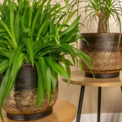 Aico Plant Pot - Shiny Brown -Indoor Plants Store Aico shiny brown 06