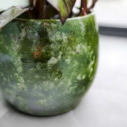 Aimee Plant Pot - Pear 21 Aimee Plant Pot - Pear -Indoor Plants Store Aimee Plant Pot Pear Banana Plant