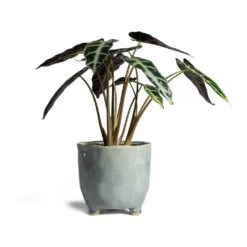 Alocasia Bambino Arrow - Jewel Alocasia -Indoor Plants Store Alocasia Bambino Arrow Jewel Alocasia 14x35cm Kaat Plant Pot Blue Grey 16x16cm
