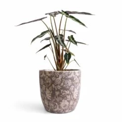 Alocasia Bambino Arrow - Jewel Alocasia -Indoor Plants Store Alocasia Bambino Arrow Jewel Alocasia 14x35cm Monza Plant Pot Vintage Grey 17x17cm 47056870 093b 4b2b bd09 9244d03a694f