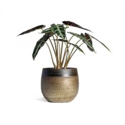 Mya Plant Pot - Deep Champagne 27 Mya Plant Pot - Deep Champagne -Indoor Plants Store Alocasia Bambino Arrow Jewel Alocasia 14x35cm Mya Plant Pot Deep Champagne 18x16cm 1236a17a ed1a 4116 9b7b 8894167eda24