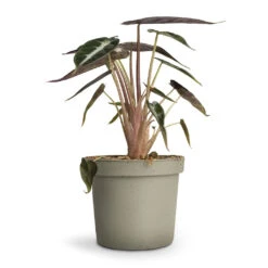 Alocasia Bambino Arrow - Jewel Alocasia -Indoor Plants Store Alocasia Bambino Arrow Jewel Alocasia 9x15cm