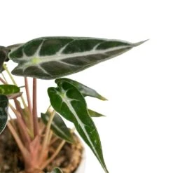 Alocasia Bambino Arrow - Jewel Alocasia -Indoor Plants Store Alocasia Bambino Arrow Jewel Alocasia 9x15cm 3