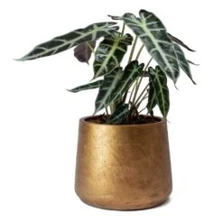 Alocasia Bambino Arrow - Jewel Alocasia -Indoor Plants Store Alocasia Bambino Arrow Jewel Alocasia Metallic Copper Patt Plant Pot