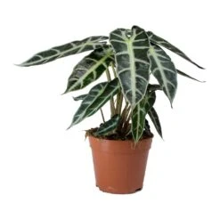 Alocasia Bambino Arrow - Jewel Alocasia -Indoor Plants Store Alocasia Bambino Arrow Jewel Alocasia v2