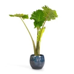 Alocasia Portodora - Upright Elephant Ear 23 Alocasia Portodora - Upright Elephant Ear -Indoor Plants Store Alocasia Portodora Upright Elephant Ear 24x90cm Aimee Plant Pot River Blue 33x28cm
