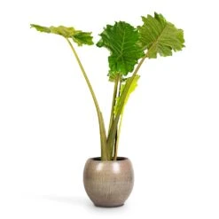 Alocasia Portodora - Upright Elephant Ear 22 Alocasia Portodora - Upright Elephant Ear -Indoor Plants Store Alocasia Portodora Upright Elephant Ear 24x90cm Ayla Plant Pot Grey Brushed 37x32cm