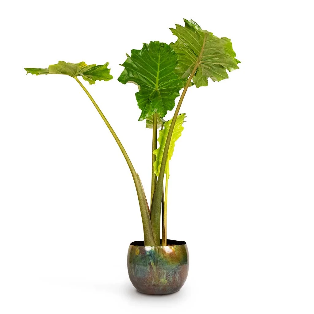 Alocasia Portodora - Upright Elephant Ear 8 Alocasia Portodora - Upright Elephant Ear - Image 6