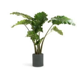 Alocasia Portodora - Upright Elephant Ear 27 Alocasia Portodora - Upright Elephant Ear -Indoor Plants Store Alocasia Portodora Upright Elephant Ear 24x90cm Max Refined Planter Pine Green 29x29.5cm