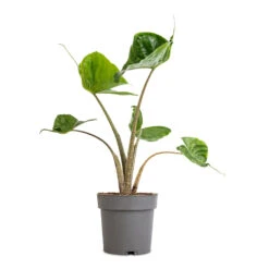 Alocasia Stingray - Elephant Ear 21 Alocasia Stingray - Elephant Ear -Indoor Plants Store Alocasia Stingray Elephant Ear 13x40cm
