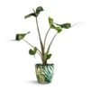 Alocasia Stingray - Elephant Ear -Indoor Plants Store Alocasia Stingray Elephant Ear 13x40cm Monza Plant Pot Botanica Fern 15x15cm