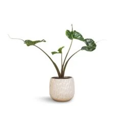 Alocasia Stingray - Elephant Ear 33 Alocasia Stingray - Elephant Ear -Indoor Plants Store Alocasia Stingray Elephant Ear 17x65cm Arles Leaf Plant Pot White 20x20cm 913f0bb4 1e45 4d89 88b6 96363e3619e1