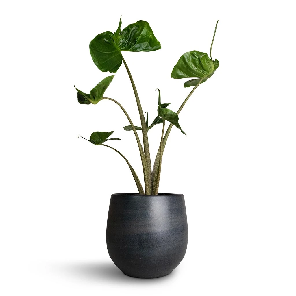 Esra Plant Pot - Graphite 12 Esra Plant Pot - Graphite - Image 10