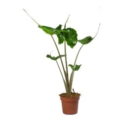 Alocasia Stingray - Elephant Ear 25 Alocasia Stingray - Elephant Ear -Indoor Plants Store Alocasia Stingray Elephant Ear