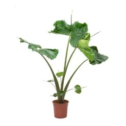 Alocasia Stingray - Elephant Ear 23 Alocasia Stingray - Elephant Ear -Indoor Plants Store Alocasia Stingray Elephant Ear Large