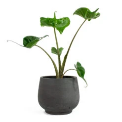Alocasia Stingray - Elephant Ear 30 Alocasia Stingray - Elephant Ear -Indoor Plants Store Alocasia Stingray Elephant Ear Mini Pixie Plant Pot Black Washed 3d039430 b95e 4427 91ac 0a4309c5d871