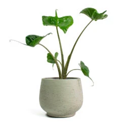 Mini Pixie Plant Pot - Grey Washed -Indoor Plants Store Alocasia Stingray Elephant Ear Mini Pixie Plant Pot Grey Washed