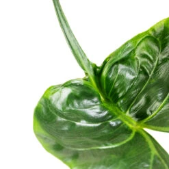 Alocasia Stingray - Elephant Ear 24 Alocasia Stingray - Elephant Ear -Indoor Plants Store Alocasia Stingray Elephant Ear Swatch 3