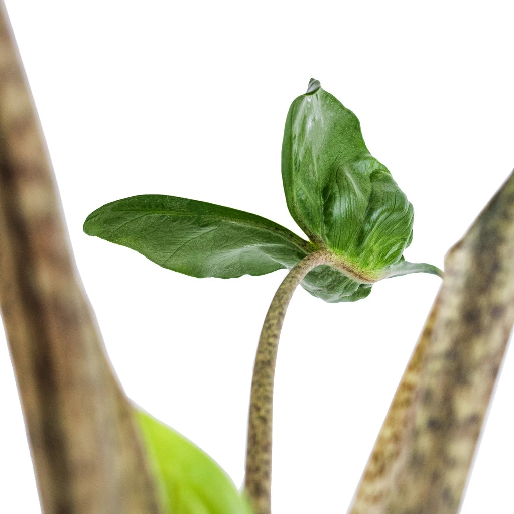 Alocasia Stingray - Elephant Ear 4 Alocasia Stingray - Elephant Ear - Image 2