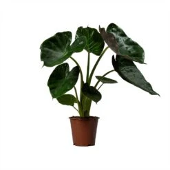 Alocasia Wentii - Hardy Elephant Ear 18 Alocasia Wentii - Hardy Elephant Ear -Indoor Plants Store Alocasia Wentii Hardy Elephant Ear 19x65cm 1