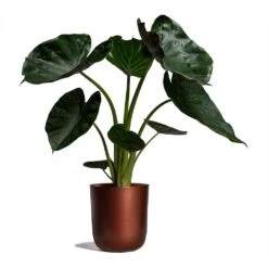Alocasia Wentii - Hardy Elephant Ear 23 Alocasia Wentii - Hardy Elephant Ear -Indoor Plants Store Alocasia Wentii Hardy Elephant Ear 19x65cm Mayk Plant Pot Copper 22.5cmx23cm bf95207a d585 4404 ae11 9e21a8a4d958