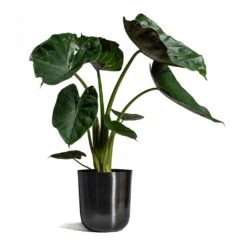 Alocasia Wentii - Hardy Elephant Ear 24 Alocasia Wentii - Hardy Elephant Ear -Indoor Plants Store Alocasia Wentii Hardy Elephant Ear 19x65cm Mayk Plant Pot Lead 22.5cmx23cm