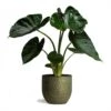 Alocasia Wentii - Hardy Elephant Ear -Indoor Plants Store Alocasia Wentii Hardy Elephant Ear 19x65cm Rinca Plant Pot Shiny Green 36x32cm